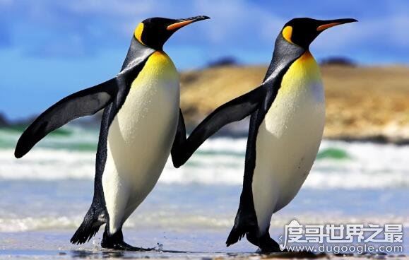 企鹅是鸟类吗，企鹅是唯一会游泳但是不会飞的鸟类