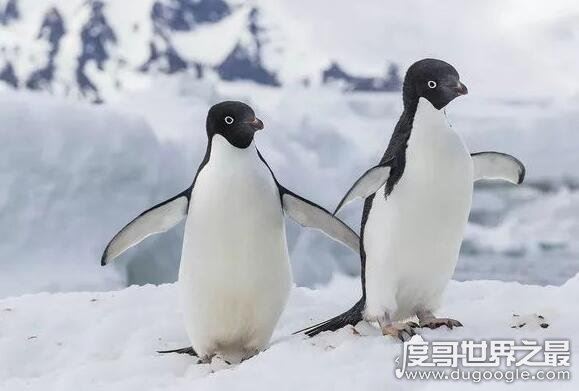 企鹅是鸟类吗，企鹅是唯一会游泳但是不会飞的鸟类
