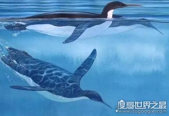 企鹅是鸟类吗，企鹅是唯一会游泳但是不会飞的鸟类