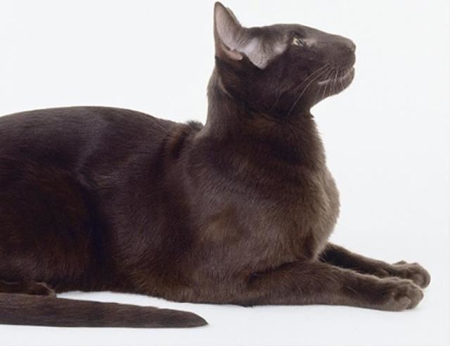 世界上智商最高的猫，哈瓦那猫可以迅速记住自己的名字