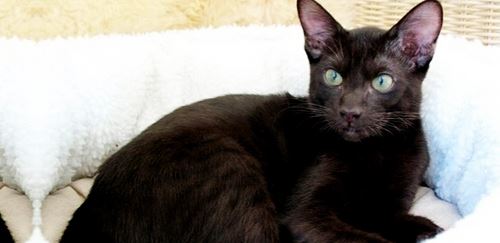 世界上智商最高的猫，哈瓦那猫可以迅速记住自己的名字