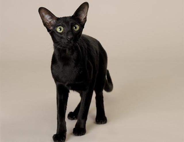 世界上智商最高的猫，哈瓦那猫可以迅速记住自己的名字