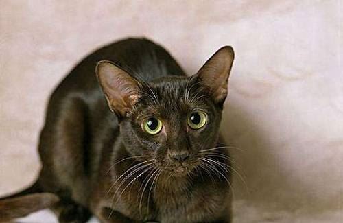 世界上智商最高的猫，哈瓦那猫可以迅速记住自己的名字