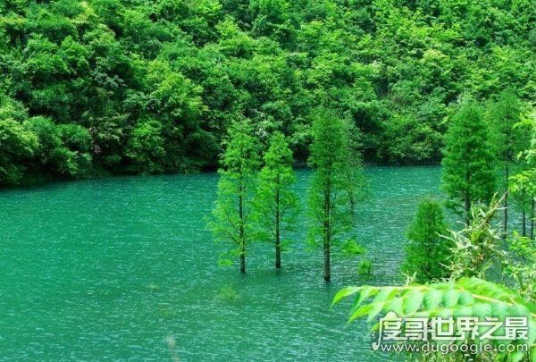 中国十大珍稀植物,国家一级保护植物(植物界的“活化石”)