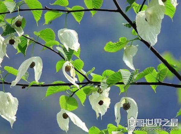 中国十大珍稀植物，国家一级保护植物(植物界的“活化石”)