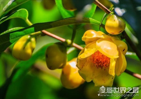 中国十大珍稀植物,国家一级保护植物(植物界的“活化石”)