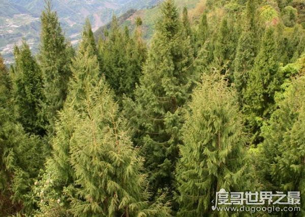 中国十大珍稀植物，国家一级保护植物(植物界的“活化石”)