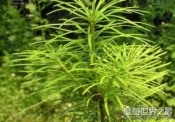 中国十大珍稀植物,国家一级保护植物(植物界的“活化石”)
