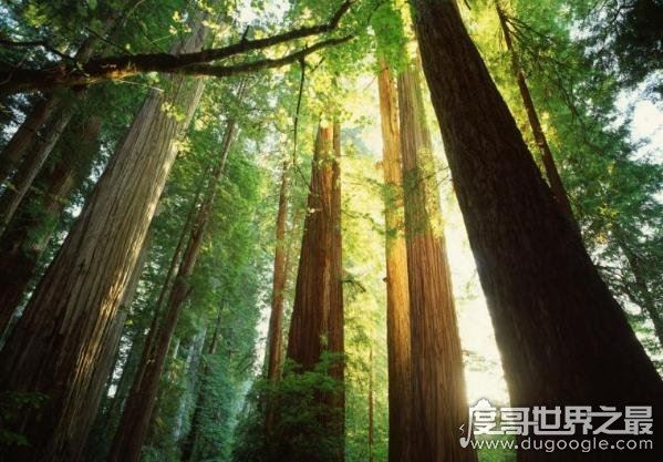 中国十大珍稀植物，国家一级保护植物(植物界的“活化石”)