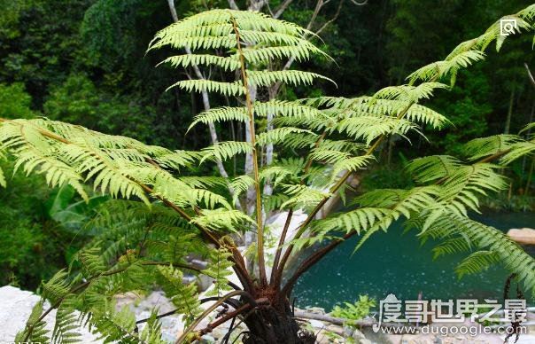 中国十大珍稀植物，国家一级保护植物(植物界的“活化石”)