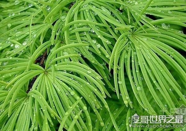 中国十大珍稀植物,国家一级保护植物(植物界的“活化石”)