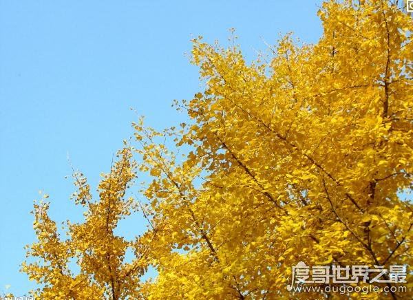 中国十大珍稀植物，国家一级保护植物(植物界的“活化石”)