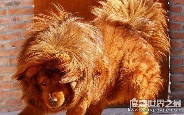 世界上十大恶犬,公认最凶狠的狗再次上榜(藏獒)