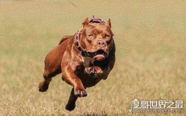 世界上十大恶犬，公认最凶狠的狗再次上榜（藏獒）