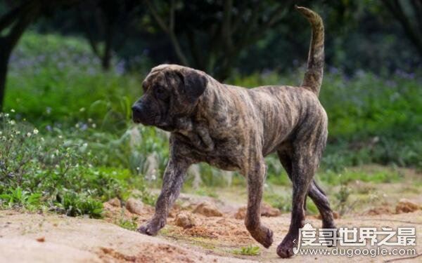 世界上十大恶犬，公认最凶狠的狗再次上榜（藏獒）