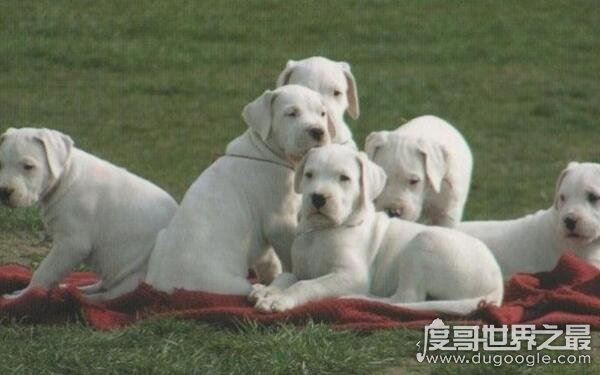 世界上十大恶犬，公认最凶狠的狗再次上榜（藏獒）