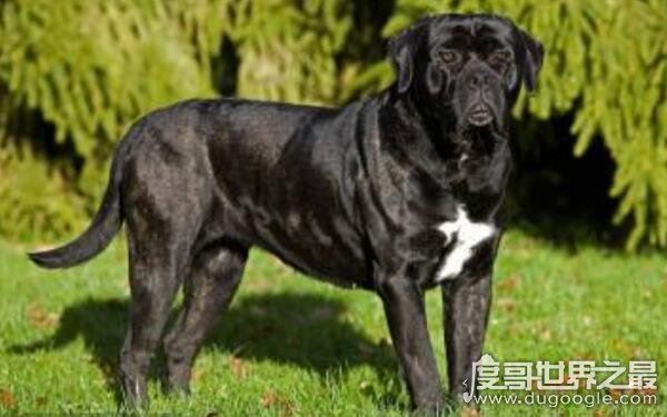世界上十大恶犬，公认最凶狠的狗再次上榜（藏獒）