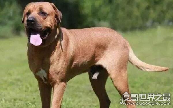 世界上十大恶犬，公认最凶狠的狗再次上榜（藏獒）