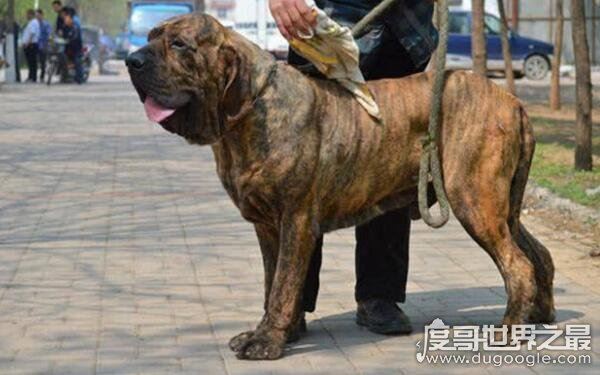 世界上十大恶犬，公认最凶狠的狗再次上榜（藏獒）