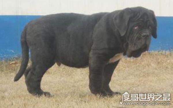 世界上十大恶犬，公认最凶狠的狗再次上榜（藏獒）