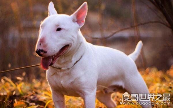 世界上十大恶犬，公认最凶狠的狗再次上榜（藏獒）