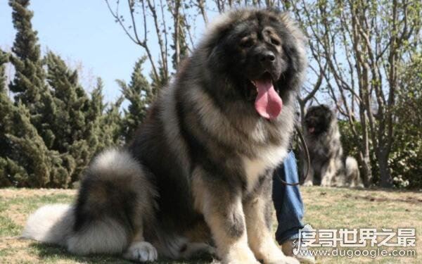 世界上十大恶犬，公认最凶狠的狗再次上榜（藏獒）