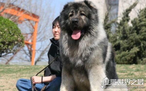 世界上十大恶犬，公认最凶狠的狗再次上榜（藏獒）