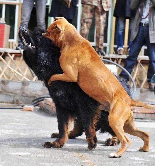 世界上最凶猛的狗，为战斗而生的比特犬(极具野性)