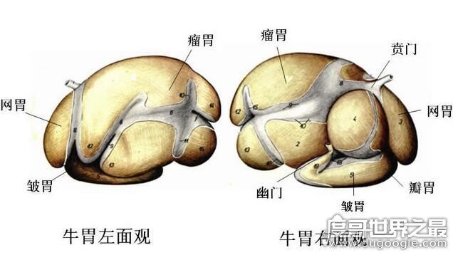 牛有几个胃?有4个别再以为是1个(常吃的牛百叶就是牛胃)