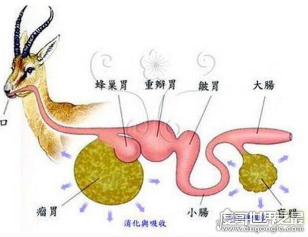 牛有几个胃？有4个别再以为是1个(常吃的牛百叶就是牛胃)