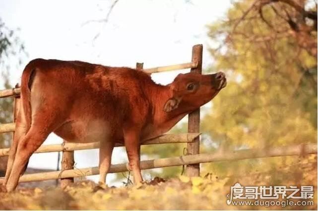 牛有几个胃？有4个别再以为是1个(常吃的牛百叶就是牛胃)