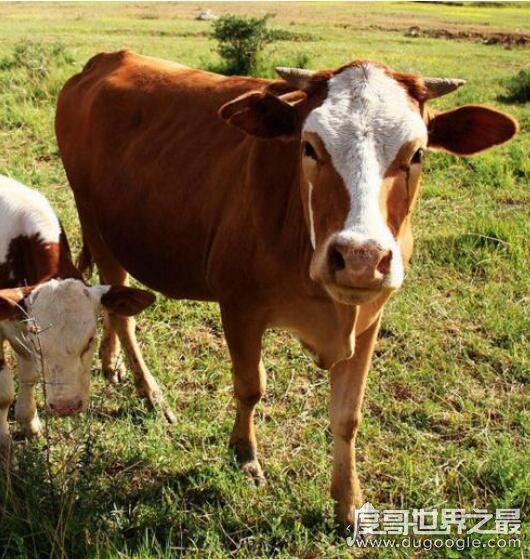 牛有几个胃？有4个别再以为是1个(常吃的牛百叶就是牛胃)