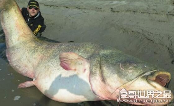 世界上最大的淡水鱼，巨型黄貂鱼(长达4.3米/重726斤)