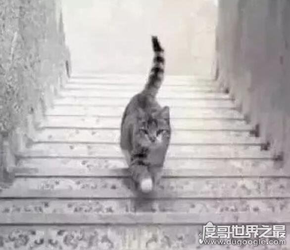 10道门萨智商测试题，IQ150以上的人才能全对(附答案)