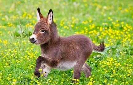 中国允许养的十种稀有宠物，不犯法的哦（猎奇）