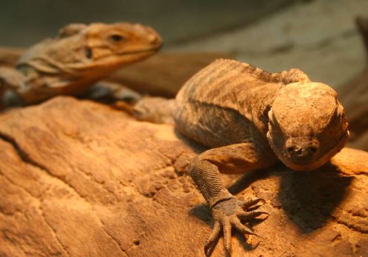 中国允许养的十种稀有宠物，不犯法的哦（猎奇）