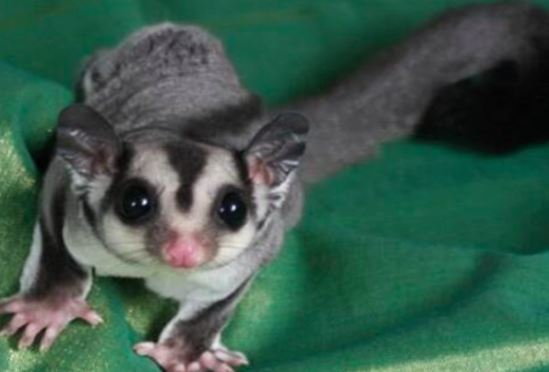 中国允许养的十种稀有宠物，不犯法的哦（猎奇）