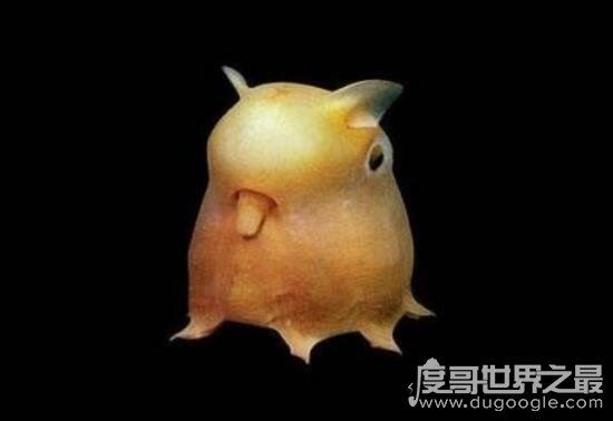 最可爱的章鱼，小飞象章鱼(长得有趣会发光)