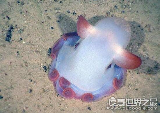 最可爱的章鱼，小飞象章鱼(长得有趣会发光)
