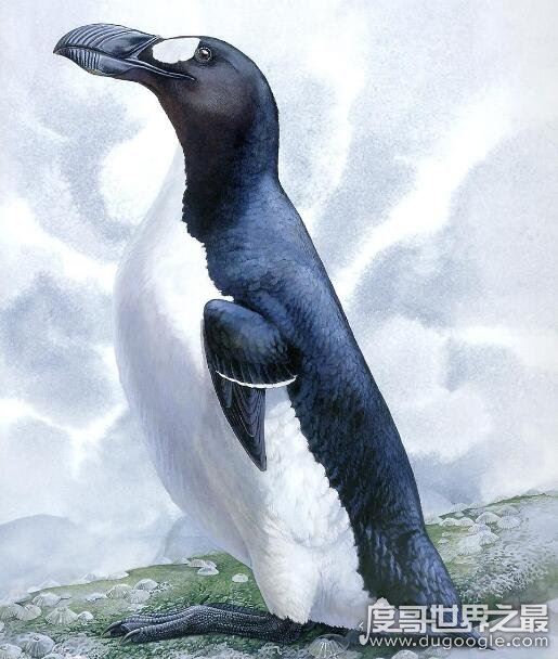 北极有企鹅吗，北极大企鹅因为人类的捕猎(在1844年就灭绝了)