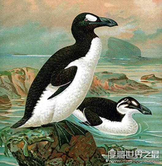 北极有企鹅吗，北极大企鹅因为人类的捕猎(在1844年就灭绝了)