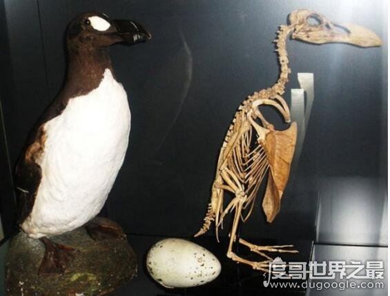 北极有企鹅吗,北极大企鹅因为人类的捕猎(在1844年就灭绝了)