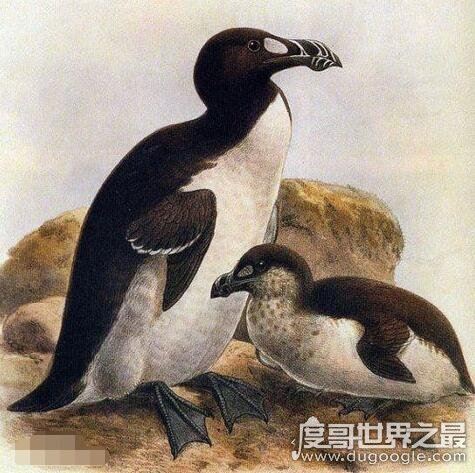 北极有企鹅吗，北极大企鹅因为人类的捕猎(在1844年就灭绝了)