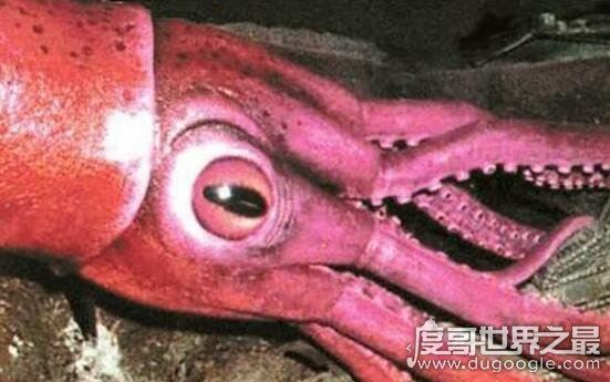 巨型大王乌贼图片大全,出航1000次才终于拍到罕见身姿
