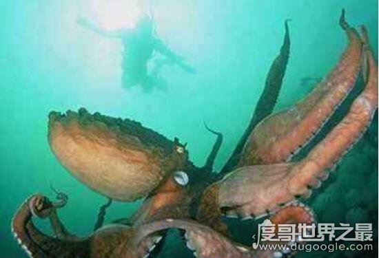 巨型大王乌贼图片大全,出航1000次才终于拍到罕见身姿