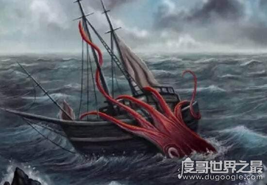 巨型大王乌贼图片大全，出航1000次才终于拍到罕见身姿