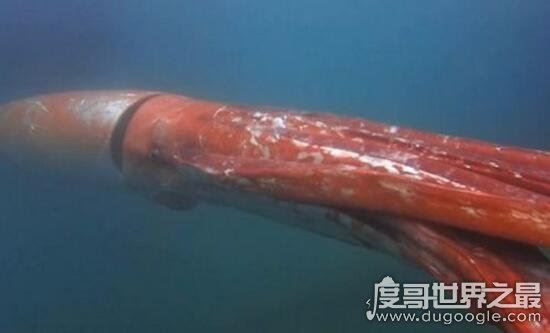 巨型大王乌贼图片大全，出航1000次才终于拍到罕见身姿