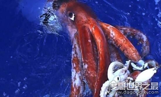 巨型大王乌贼图片大全，出航1000次才终于拍到罕见身姿