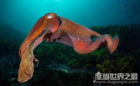 巨型大王乌贼图片大全，出航1000次才终于拍到罕见身姿