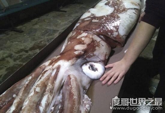 巨型大王乌贼图片大全，出航1000次才终于拍到罕见身姿